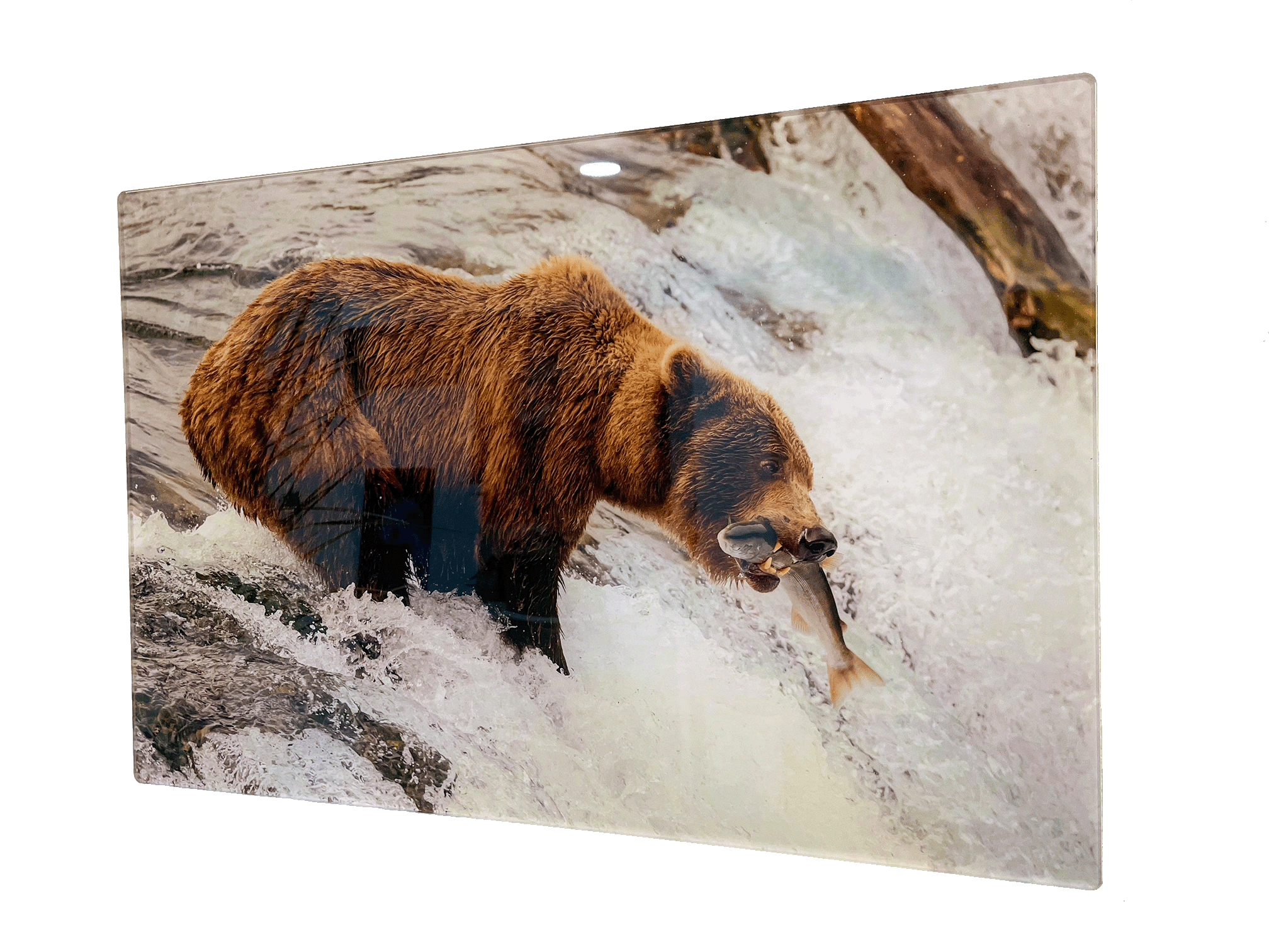 Grizzly Fishing in Acrylic