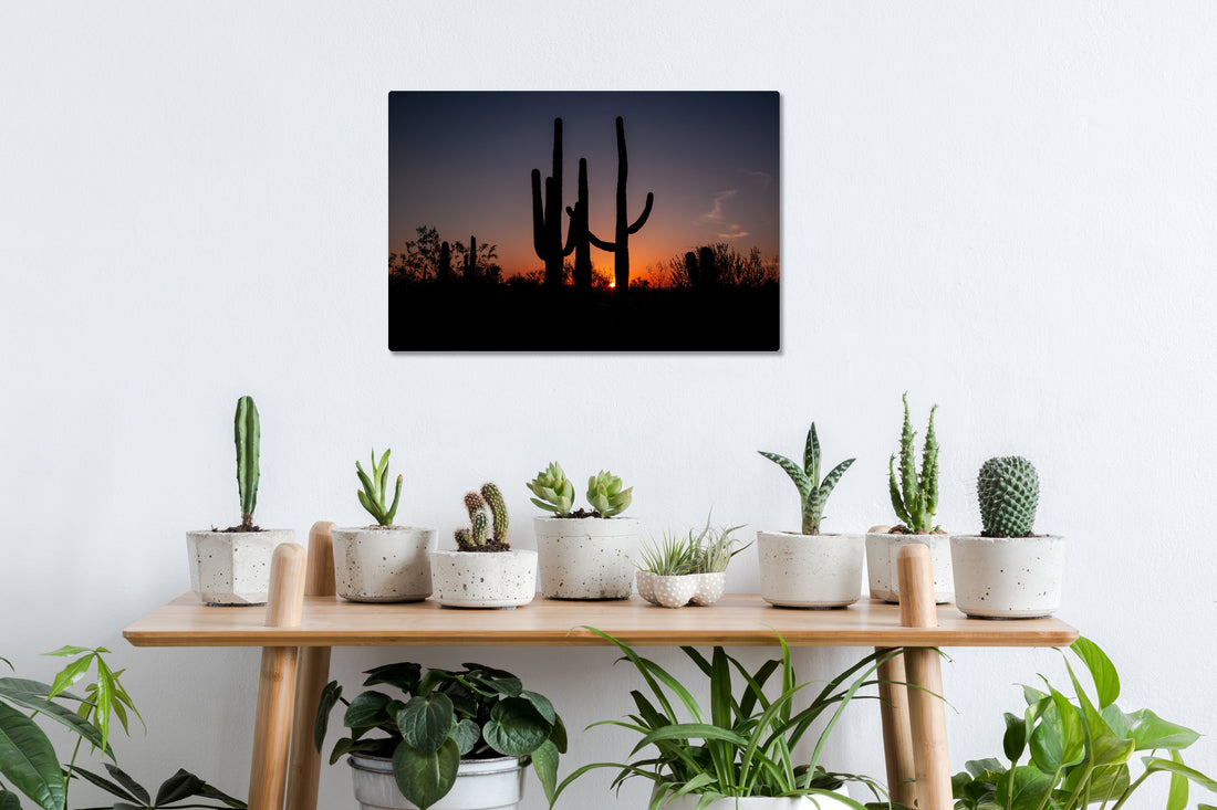 Saguaro Cacti Sunset, AZ