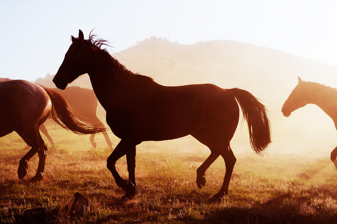 Horses in the Sunlight