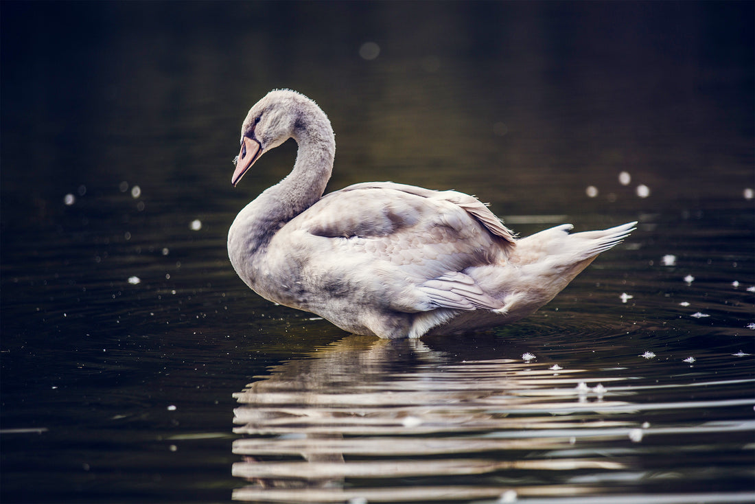 Grey Swan