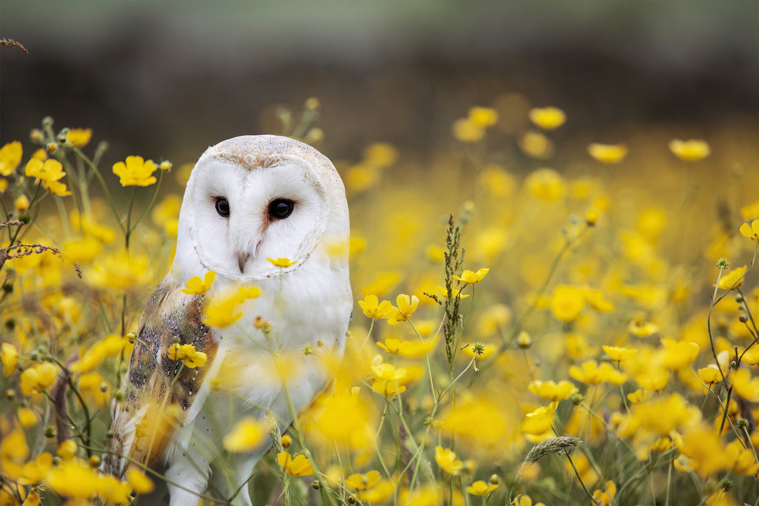 Barn Owl in Buttercup Meadow