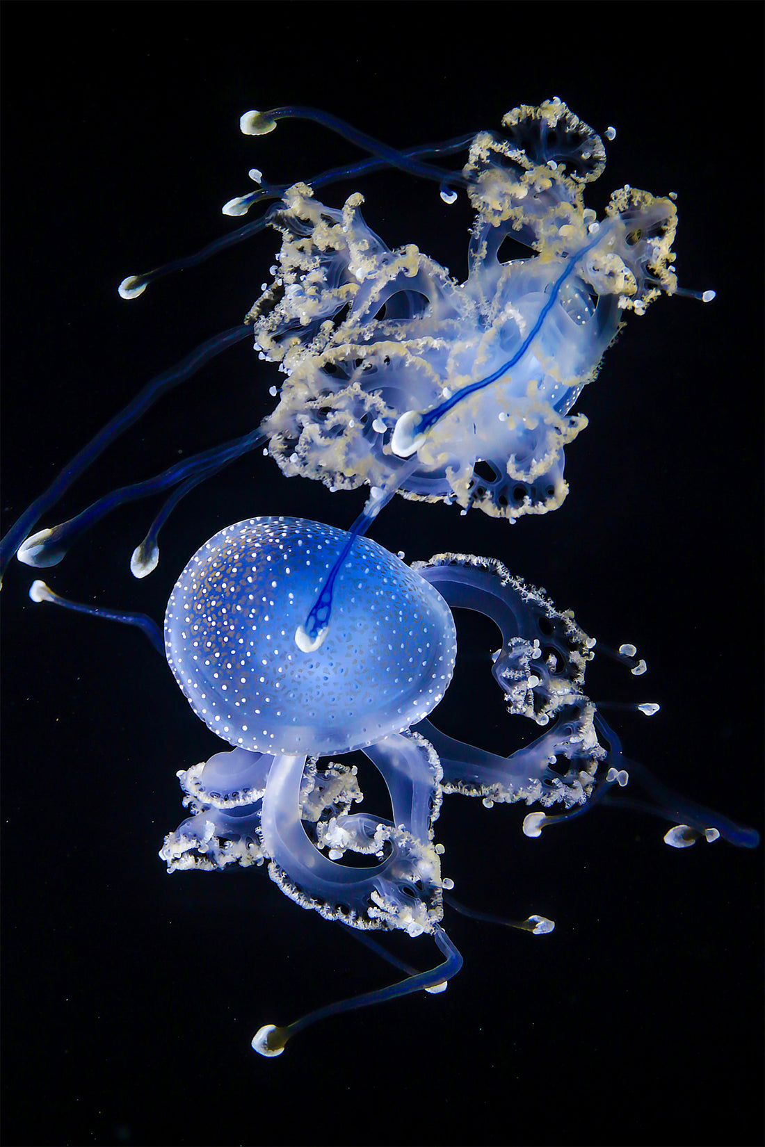 White-Spotted Jellyfish