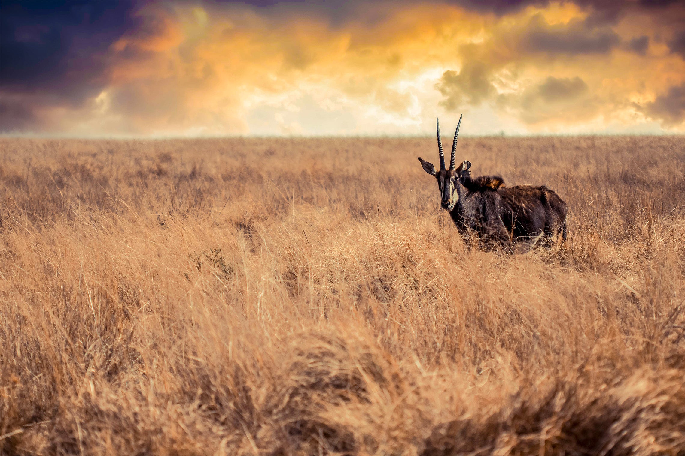 Sable Antelope on Stormy Plains