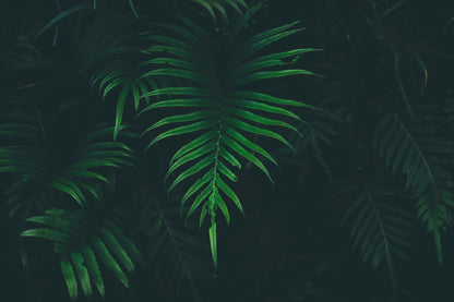 Jungle Ferns