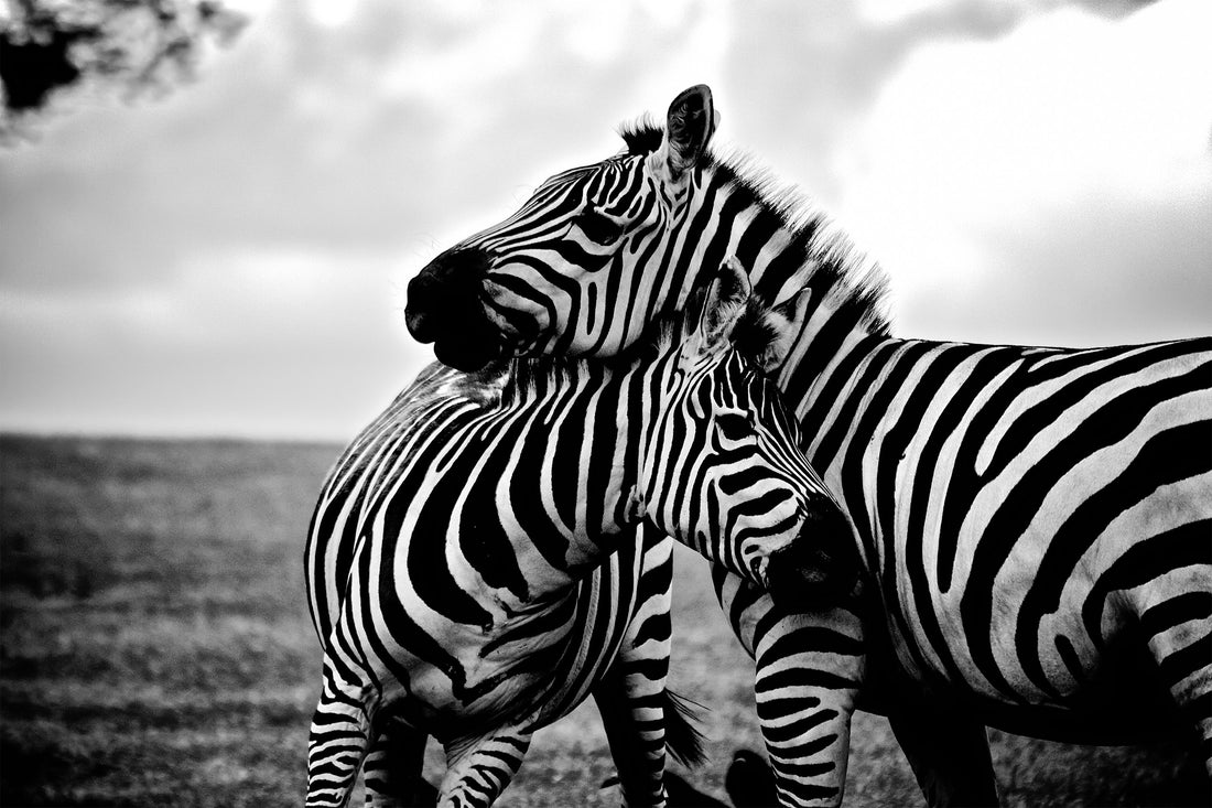 Zebra Love